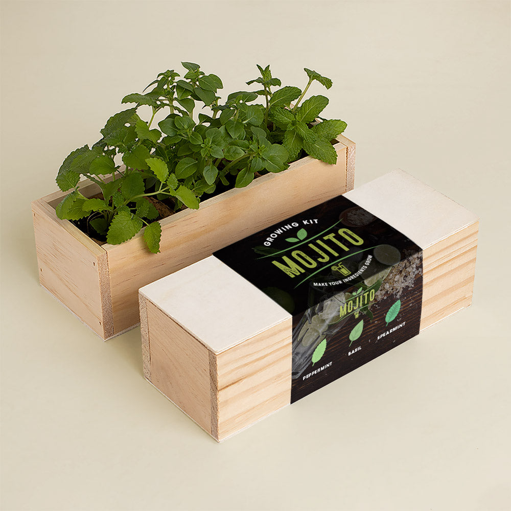 Growing Kit Mojito Herbs